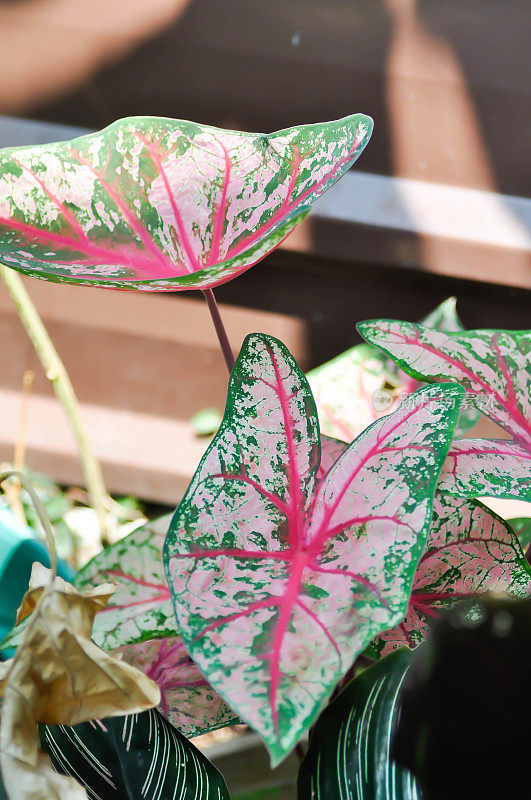 Caladium, Caladium Bicolor Vent或Caladium Bicolor